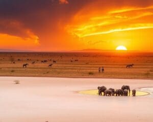 Auf Safari im Etosha National Park – Was erwartet dich?