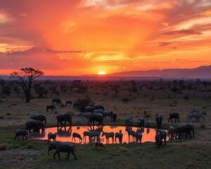 Etosha-Nationalpark: Namibias bestes Safari-Ziel