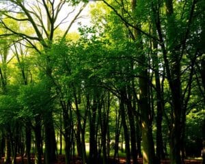 Ist eine Buchenhecke noch eine echte Baumart?