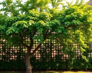 Warum ist ein Spalierbaum ideal als Sichtschutz?