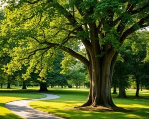 Wie erkenne ich eine Sommerlinde im Park?